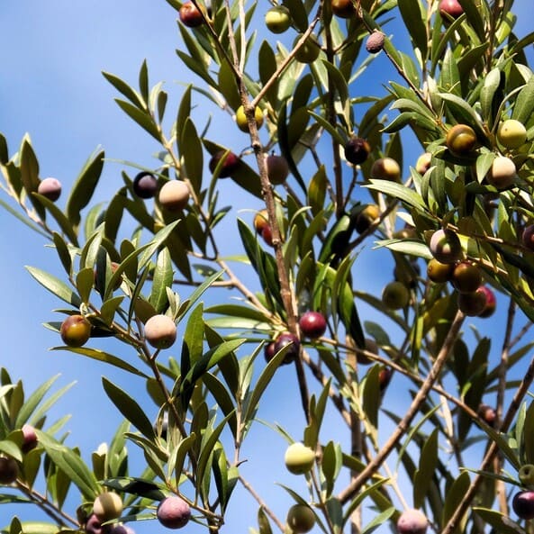 L’Olea Europaea, communément appelé Olivier, est un arbre à feuilles persistantes originaire du bassin méditerranéen. C’est l’un des arbres fruitiers les plus anciens et les plus appréciés au monde, cultivé pour ses olives et son feuilletage attrayant.
