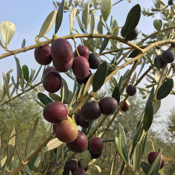 Les Olives ont un intérêt thérapeutique particulier dû à leur composition 