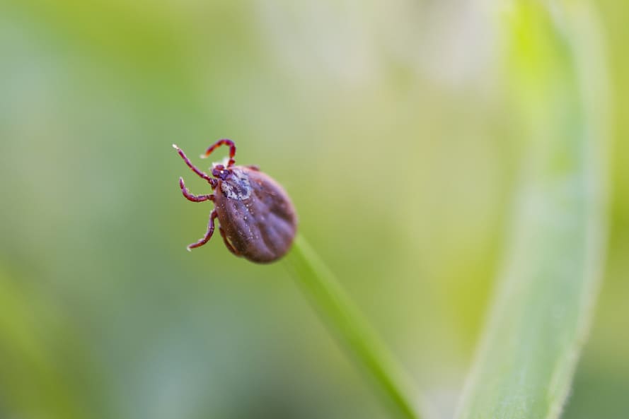 Les piqûres de tiques peuvent nous transmettre des maladies graves laissant parfois des séquelles à vie ; savoir quoi faire est très important pour nous sauver la vie et sauver la vie de ceux qui nous sont chers.