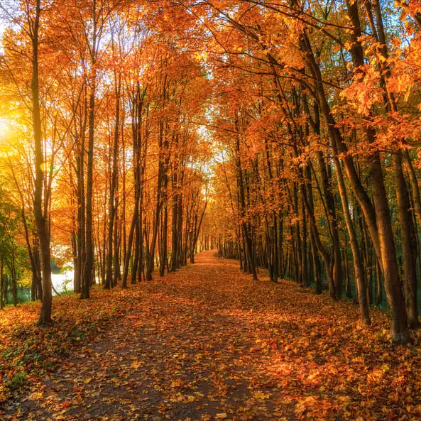 Pour pallier à ces changements et vivre un automne plus doux, voici quelques conseils précieux : 1. Pratiquez une activité sportive Se mettre en mouvement aide le corps à retrouver l’équilibre interne, pratiquez une activité physique 2 à 3 fois par semaine et ressentez les bénéfices dès les premières séances. Faire régulièrement du sport nous aide à nous maintenir en bonne santé, ainsi qu’à libérer des hormones du plaisir et du bien-être : la sérotonine, la dopamine, les endorphines et l’ocytocine. Ces hormones jouent un rôle spécifique dans notre corps : la sérotonine améliore notre humeur, la dopamine augmente la motivation, les endorphines ce sont des analgésiques naturels qui agissent sur tout le corps et l’ocytocine favorise la confiance et les liens sociaux.