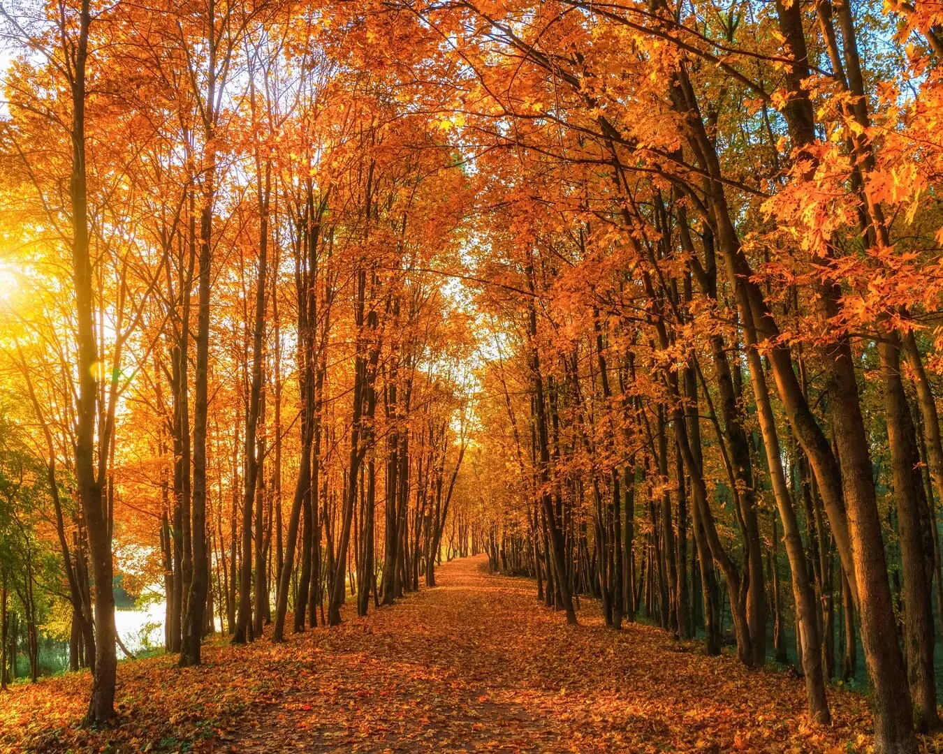 Apaiser les émotions pendant l’automne. L’automne est une saison de changement : les feuilles des arbres changent de couleur et commencent à tomber, la température change et les journées se rétrécissent.