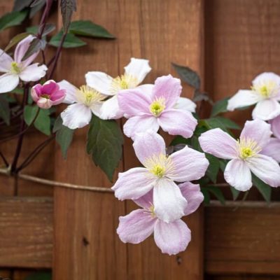 Nos émotions et les Fleurs de Bach D’un point de vue spirituel, nous sommes constitués d’un corps physique, de notre esprit et de notre âme.